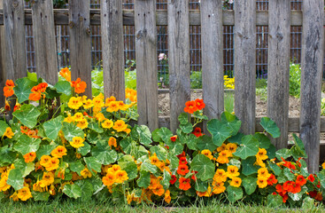 Nasturium flowers on fence in the garden