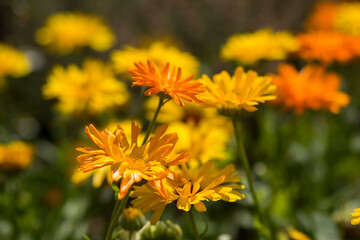 calendula flowers in a garden - soft focus