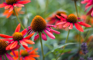 echinacea - coneflowers in the garden - abstrackt background