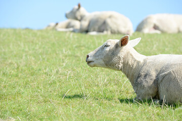 cute white sheep lying on meadow - 659386894