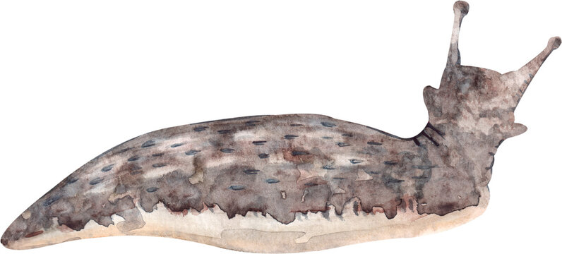 Hand drawn watercolor illustration of a slug, clipart isolated on a white background, not AI.