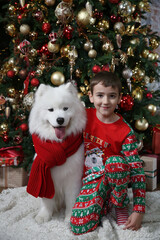 Happy child in New Year's decorations with Christmas tree and dog: breed Samoyed (Nenets Herding Laika). Holiday decor indoor. New Year home interior. Kid with pet, dog with blue different eyes