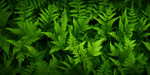 Fototapeta premium Green fern leaves abstract natural background wallpaper