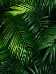 Green palm tree leaves abstract natural background wallpaper