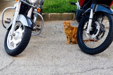Gato y motos 085140