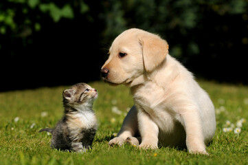 Dog and cat. Friendship between cute kitten and puppy. - 659391073