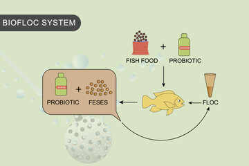 Infographics of water and fish treatment in fish farming using the biofloc system