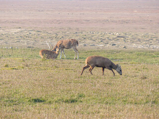 Hog Deer on a grassy plain in the Dikhala tourist section of Jim Corbett National Park in northern India