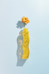 Yellow dried flower cosmos in yellow glass vase with colored reflection on blue background,...