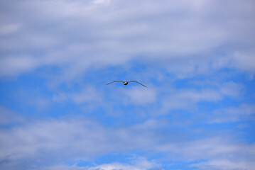A seagull flies in the sky with clouds