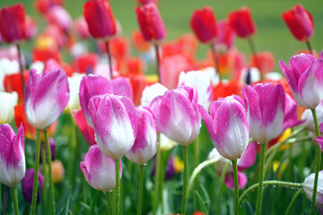 Tulips in a blurry background, close up. Fresh flowers in the garden.