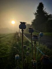 Misty September morning