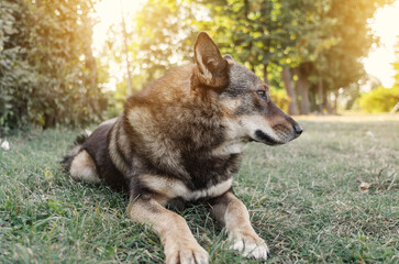 Big cute dog is lying on the grass at sunset. Blurred background.