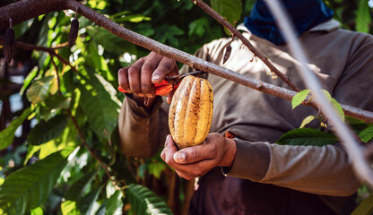 Harvest the agricultural cocoa business produces.Cocoa farmers use pruning shears to cut the cocoa pods or fruit ripe yellow cacao from the cacao tree