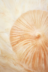 Orange seashell close-up on the beach, revealing its vibrant and intricate texture.