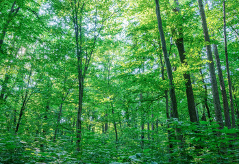 Sunlight in the green forest, spring time