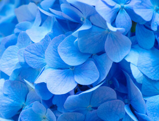 Blue Hydrangea background. Hortensia flowers surface.