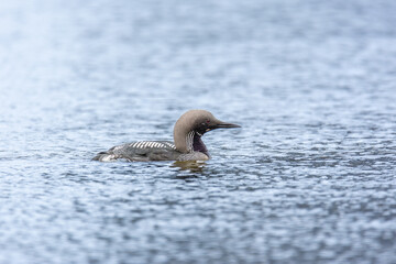 Close-up of the black-throated loon (Gavia arctica, Arctic loon black-throated diver) - black and white aquatic bird
