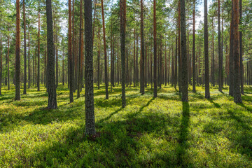 Summer view from a beautiful sparse pine forest in Sweden
