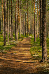Fototapeta premium Walking path in a beautiful pine forest