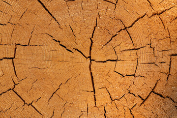 Background texture from a cut down tree trunk