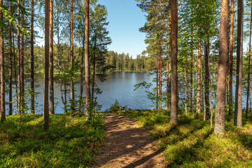 Beautiful summer view from a small lake in a pine forest in Sweden