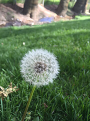 Dandelion, what's up, what news did you bring?