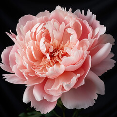 Rose peony flower in full bloom on black background