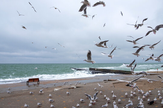 Seagulls flying by the seaside on a cold winter day.