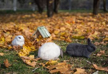Three rabbits sit in autumn maple foliage on a sunny day