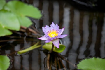 purple pink lotus flower water background