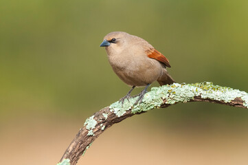 Bay winged Cowbird in Calden forest environment, La Pampa Province, Patagonia, Argentina.