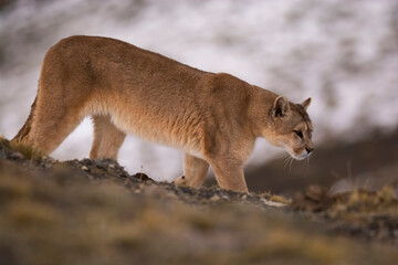 Puma walking in mountain environment, Torres del Paine National Park, Patagonia, Chile.