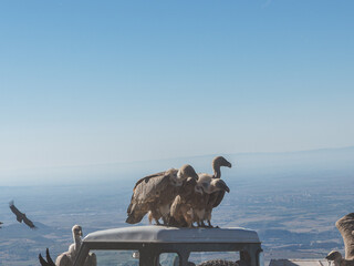 Griffon vultures (Gyps fulvus) group flying in misty conditions in Spanish Pyrenees, Catalonia,...