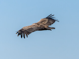 Obraz premium Griffon vultures (Gyps fulvus) group flying in misty conditions in Spanish Pyrenees, Catalonia, Spain, April. This is a large Old World vulture in the bird of prey family Accipitridae.