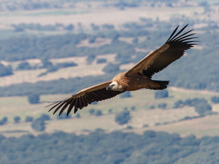 Fototapeta premium Griffon vultures (Gyps fulvus) group flying in misty conditions in Spanish Pyrenees, Catalonia, Spain, April. This is a large Old World vulture in the bird of prey family Accipitridae.