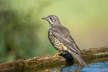 red winged blackbird