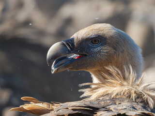 A majestic griffon vulture in Spain.  sharper vulture eye. Beautiful vulture portrait. The vulture is seen deeply. - obrazy, fototapety, plakaty