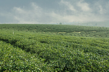 Fototapeta na wymiar Green Tea Field , Chiangrai In Thailand