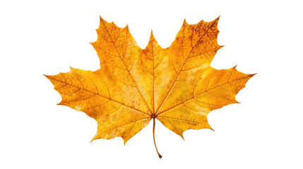 Orange maple leaves isolated on transparent background. Generative Ai