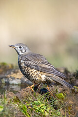 female house sparrow