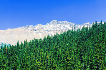 Spruce forest in the mountains