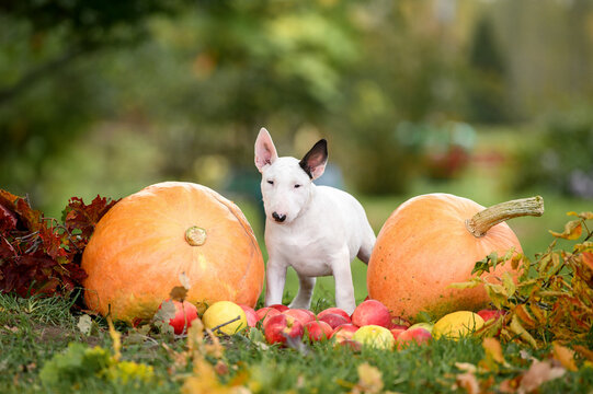 white english bull terrier puppy posing with two pumpkins and apples outdoors in autumn