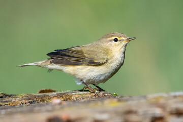 robin on a branch