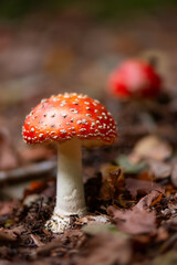 Fly agaric (Amanita muscaria) is a red and white spotted poisonous toadstool mushroom growing in the undergrowth of a forest in Sauerland Germany. Close up of two fresh fruit body coming up.