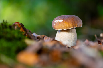 Small cep, penny bun or porcino (Boletus edulis) fungus. Macro close up of delicious edible mushroom fruit body with brown cap, white tubes in a german forest from frog perspective, blurred background