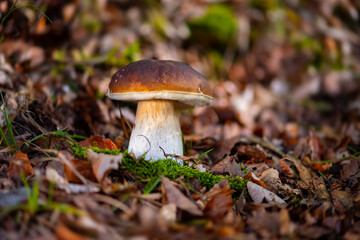 Big cep, penny bun or porcino (Boletus edulis), a basidiomycete fungus. Macro close up of delicious edible mushroom fruit body with brown cap and white tubes in a german forest from frog perspective.