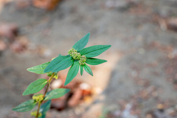 Patikan kebo leaves ( Euphorbia hirta L,Garden spurge, Asthma weed, Snake weed, Milkweeds ) are a...