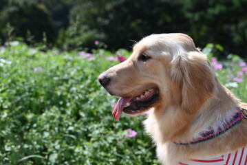 花に癒される愛犬