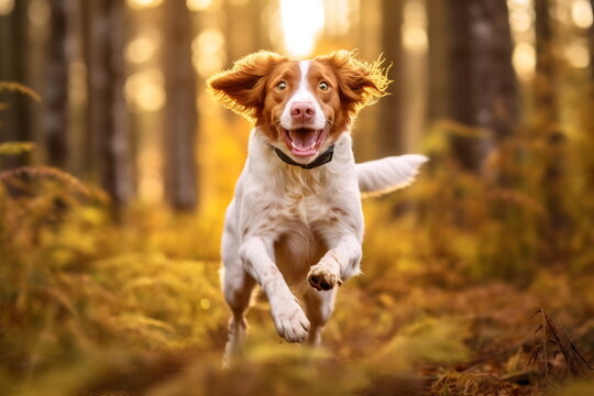 Active healthy Brittany dog running with open mouth sticking out tongue in the forest on autumn